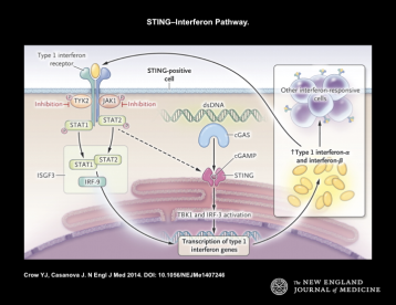 STING-interferon pathway